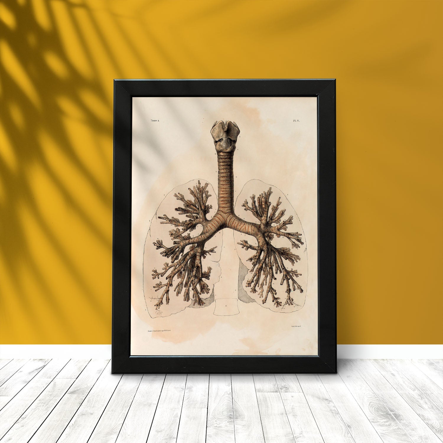 Bronchi, trachea, laryngeal cartilages-Artwork-Nacnic-Nacnic Estudio SL