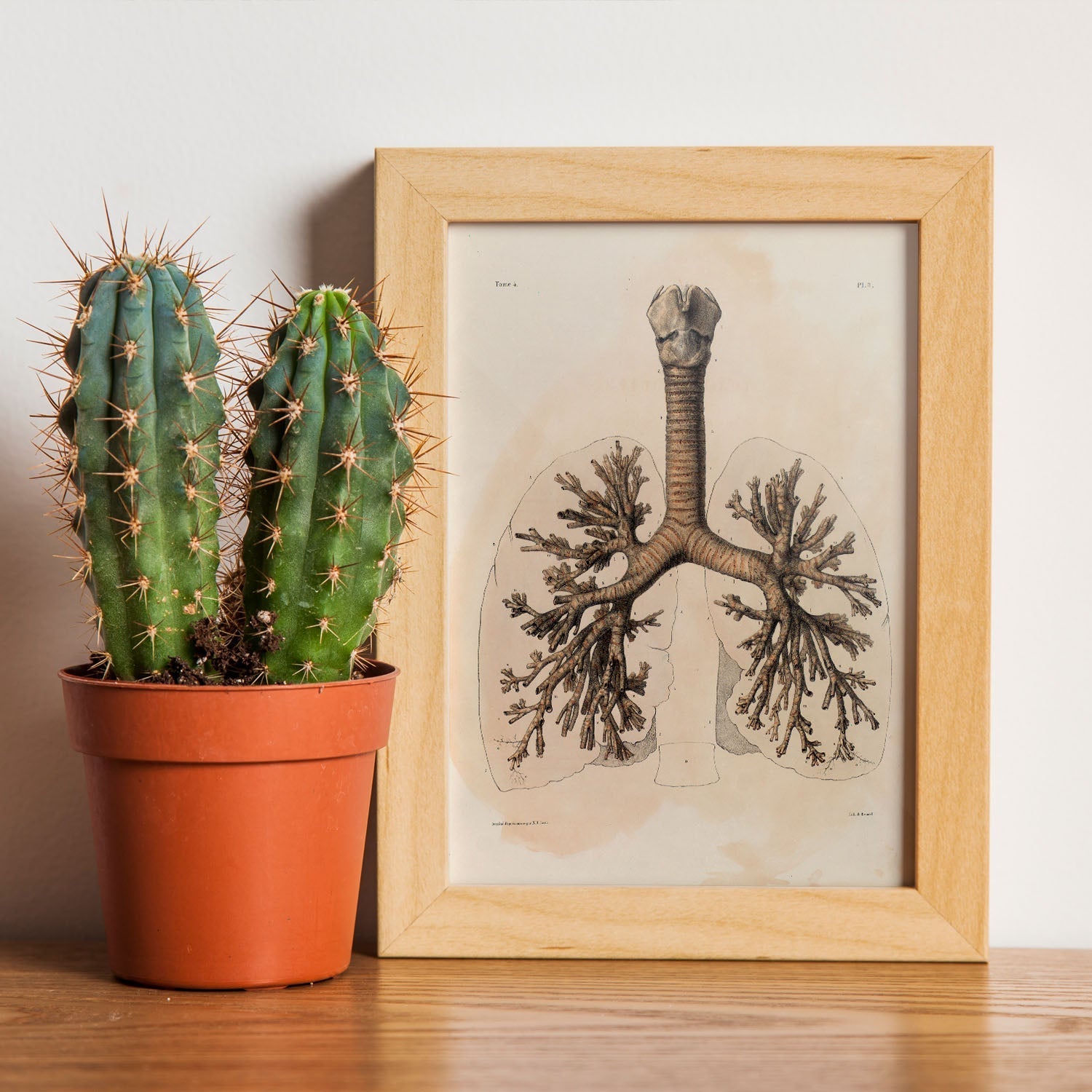 Bronchi, trachea, laryngeal cartilages-Artwork-Nacnic-Nacnic Estudio SL