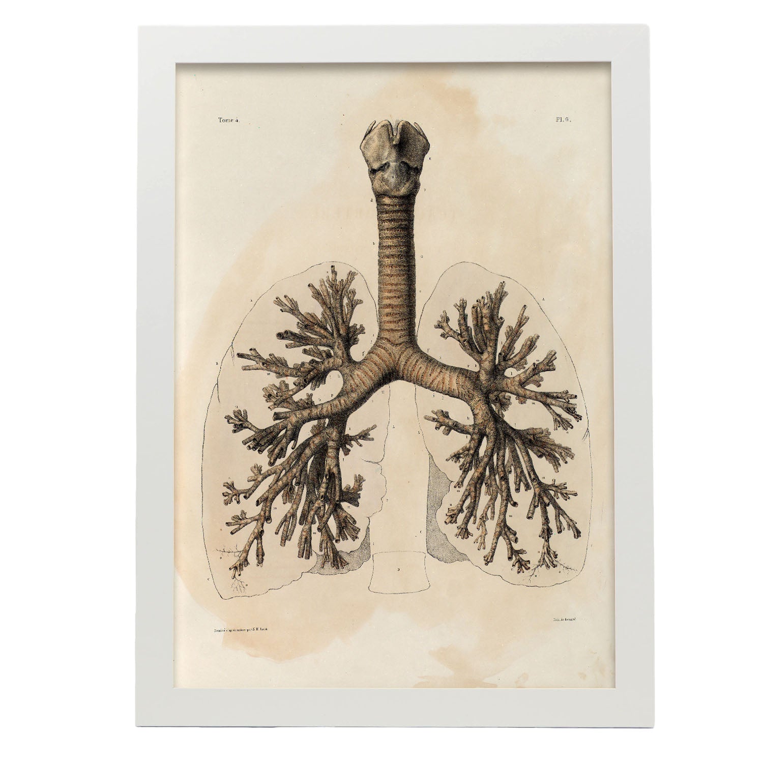 Bronchi, trachea, laryngeal cartilages-Artwork-Nacnic-A3-Marco Blanco-Nacnic Estudio SL