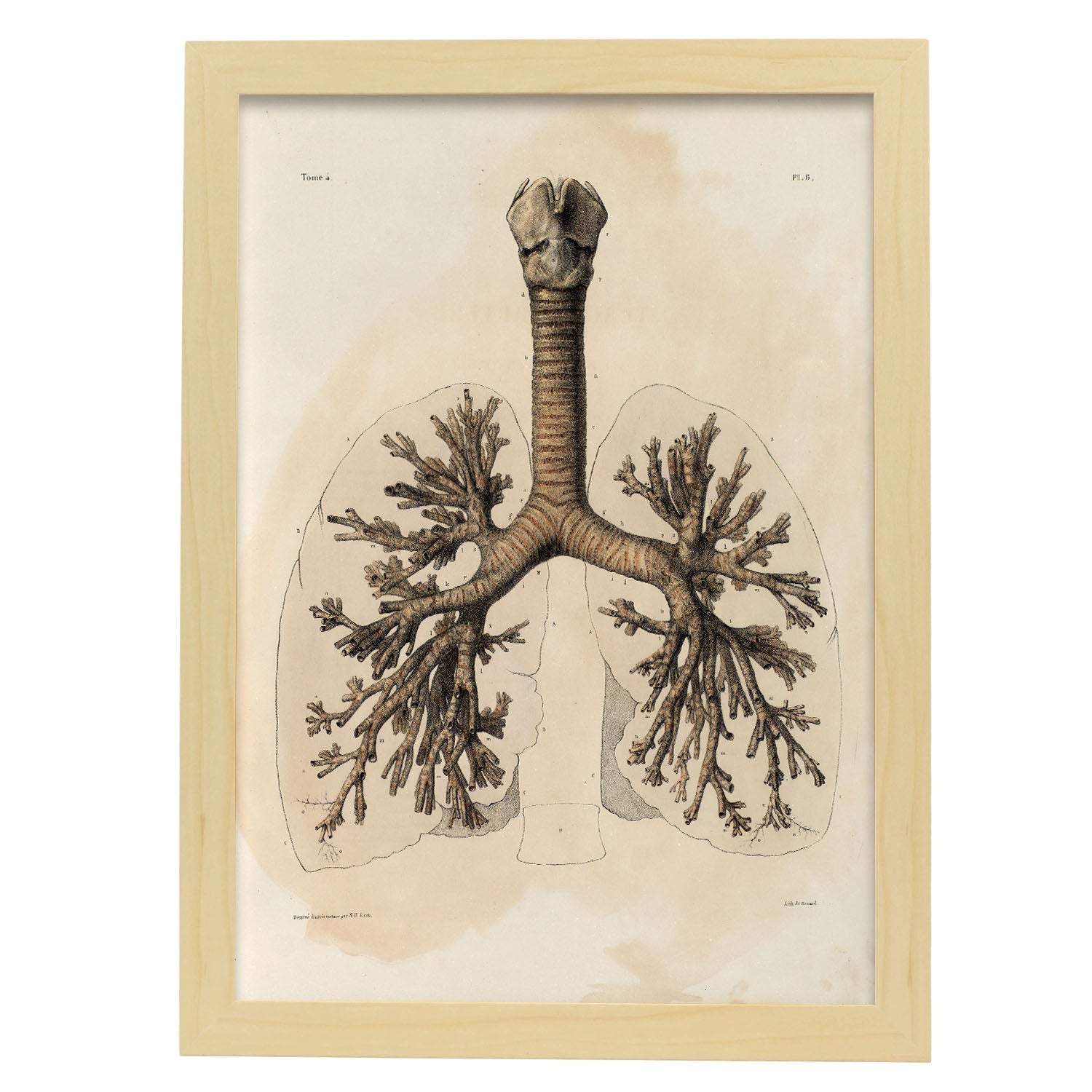 Bronchi, trachea, laryngeal cartilages-Artwork-Nacnic-A3-Marco Madera clara-Nacnic Estudio SL