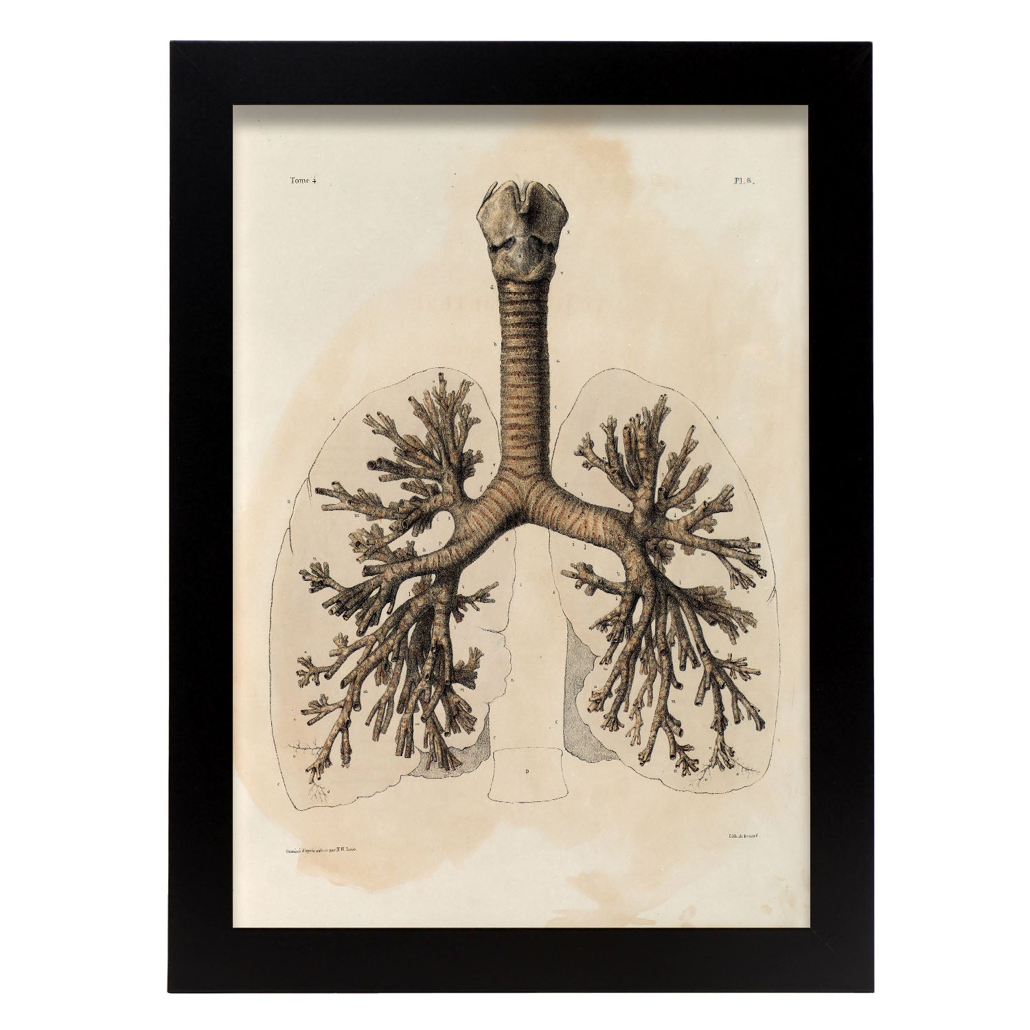 Bronchi, trachea, laryngeal cartilages-Artwork-Nacnic-A4-Sin marco-Nacnic Estudio SL