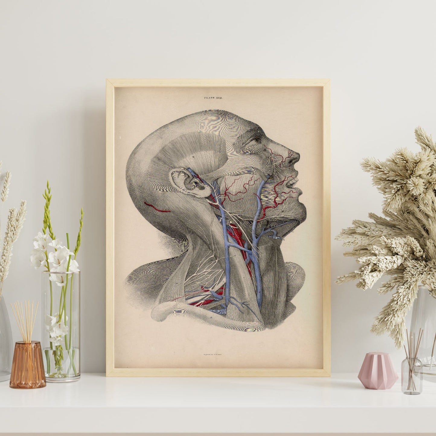 Dissection of face and neck-Artwork-Nacnic-Nacnic Estudio SL