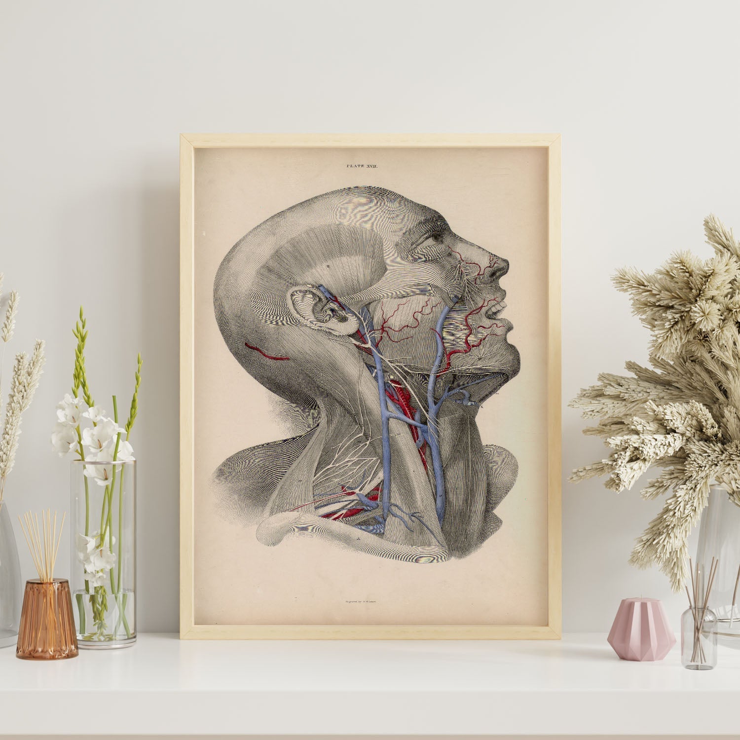Dissection of face and neck-Artwork-Nacnic-Nacnic Estudio SL
