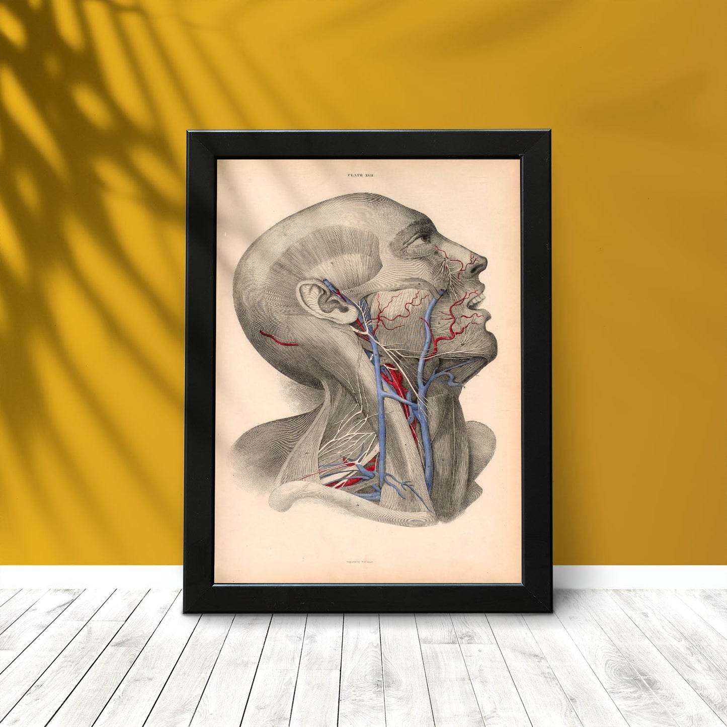 Dissection of face and neck-Artwork-Nacnic-Nacnic Estudio SL