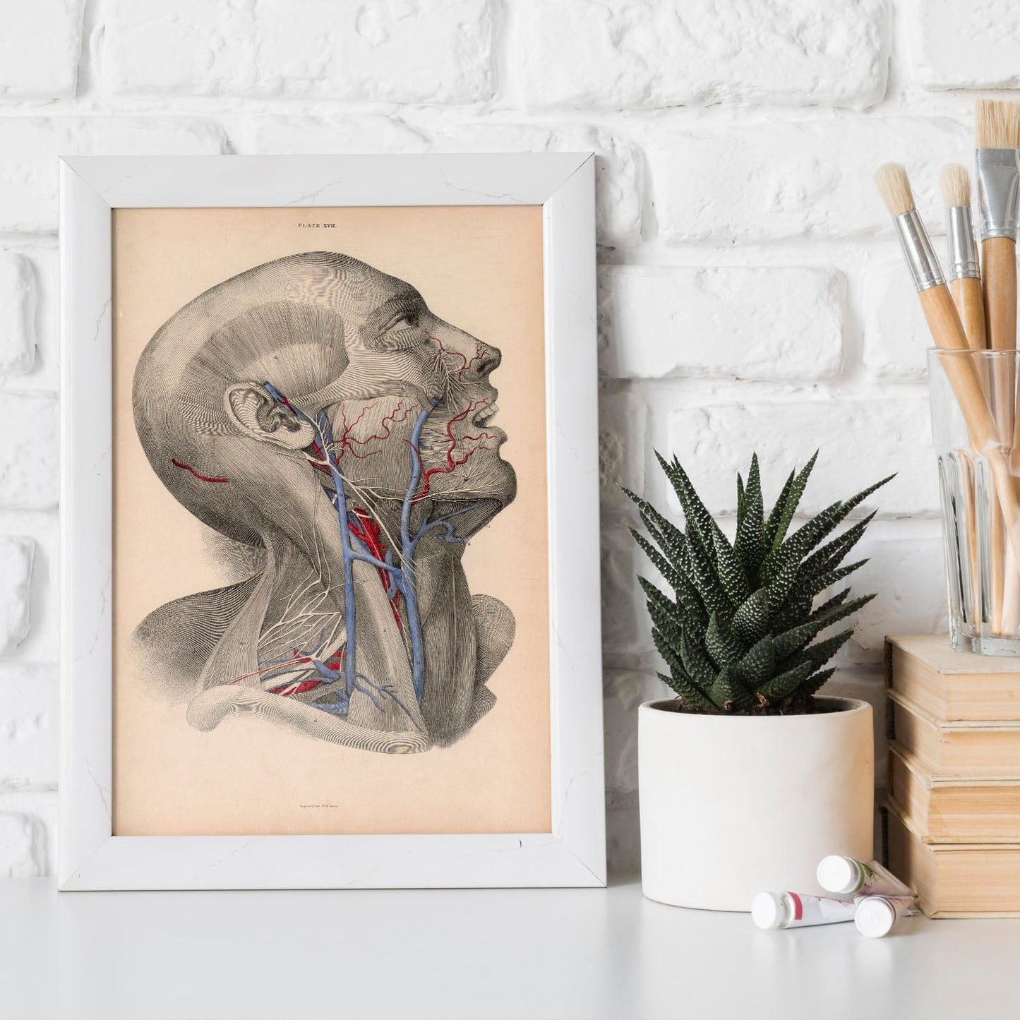 Dissection of face and neck-Artwork-Nacnic-Nacnic Estudio SL