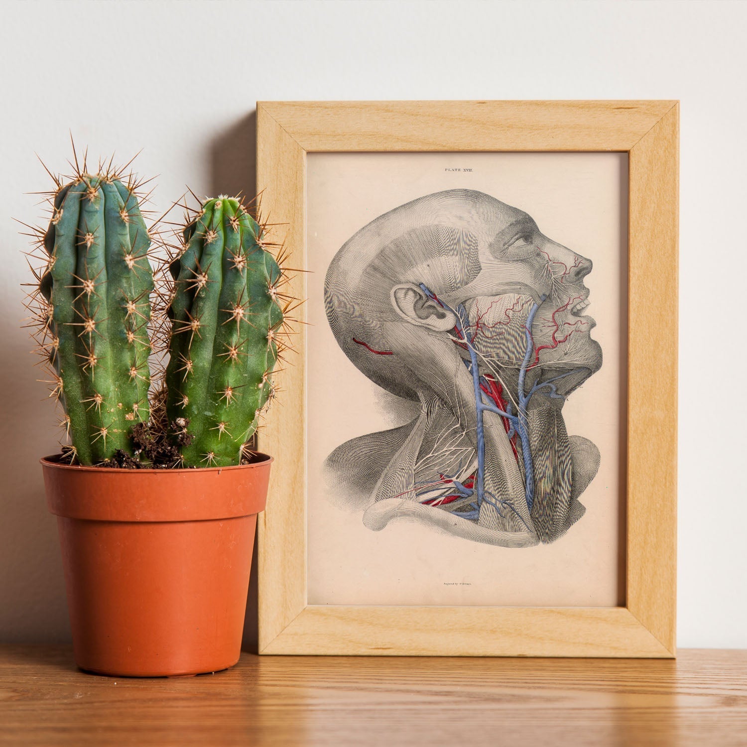Dissection of face and neck-Artwork-Nacnic-Nacnic Estudio SL