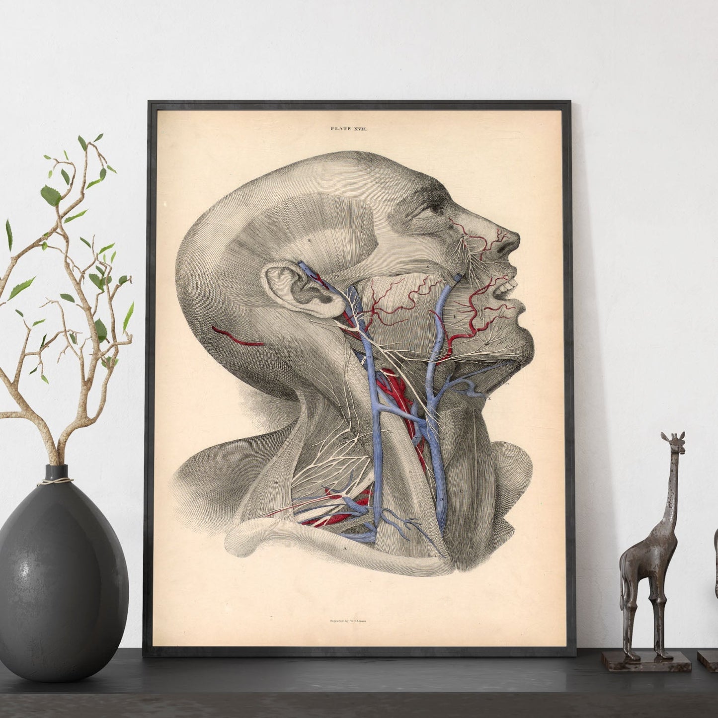 Dissection of face and neck-Artwork-Nacnic-Nacnic Estudio SL