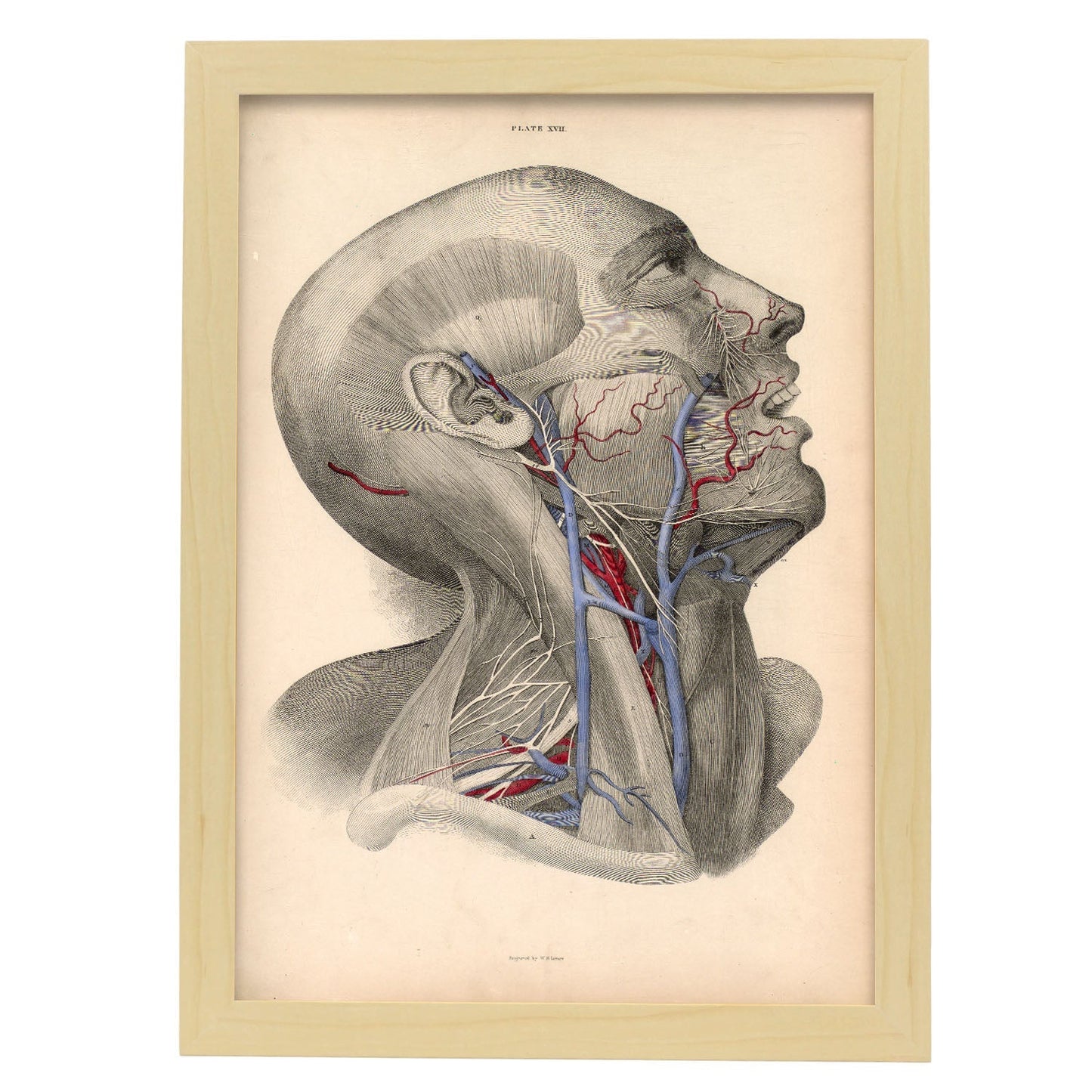 Dissection of face and neck-Artwork-Nacnic-A3-Marco Madera clara-Nacnic Estudio SL
