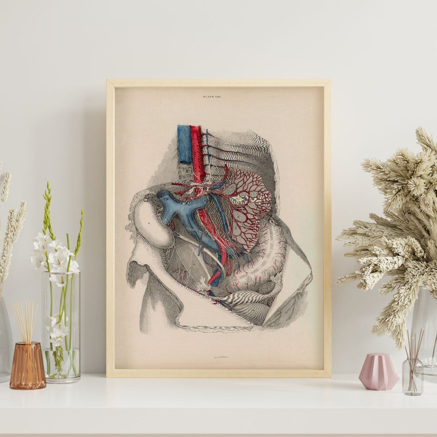 Dissection of the abdomen-Artwork-Nacnic-Nacnic Estudio SL