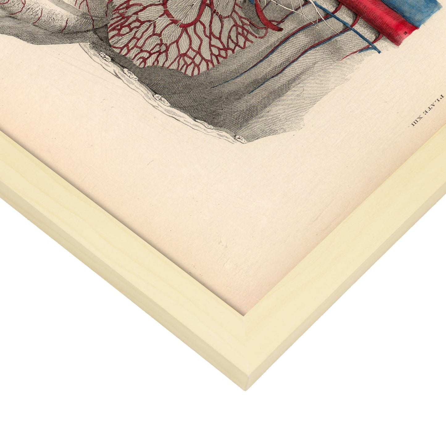 Dissection of the abdomen-Artwork-Nacnic-Nacnic Estudio SL