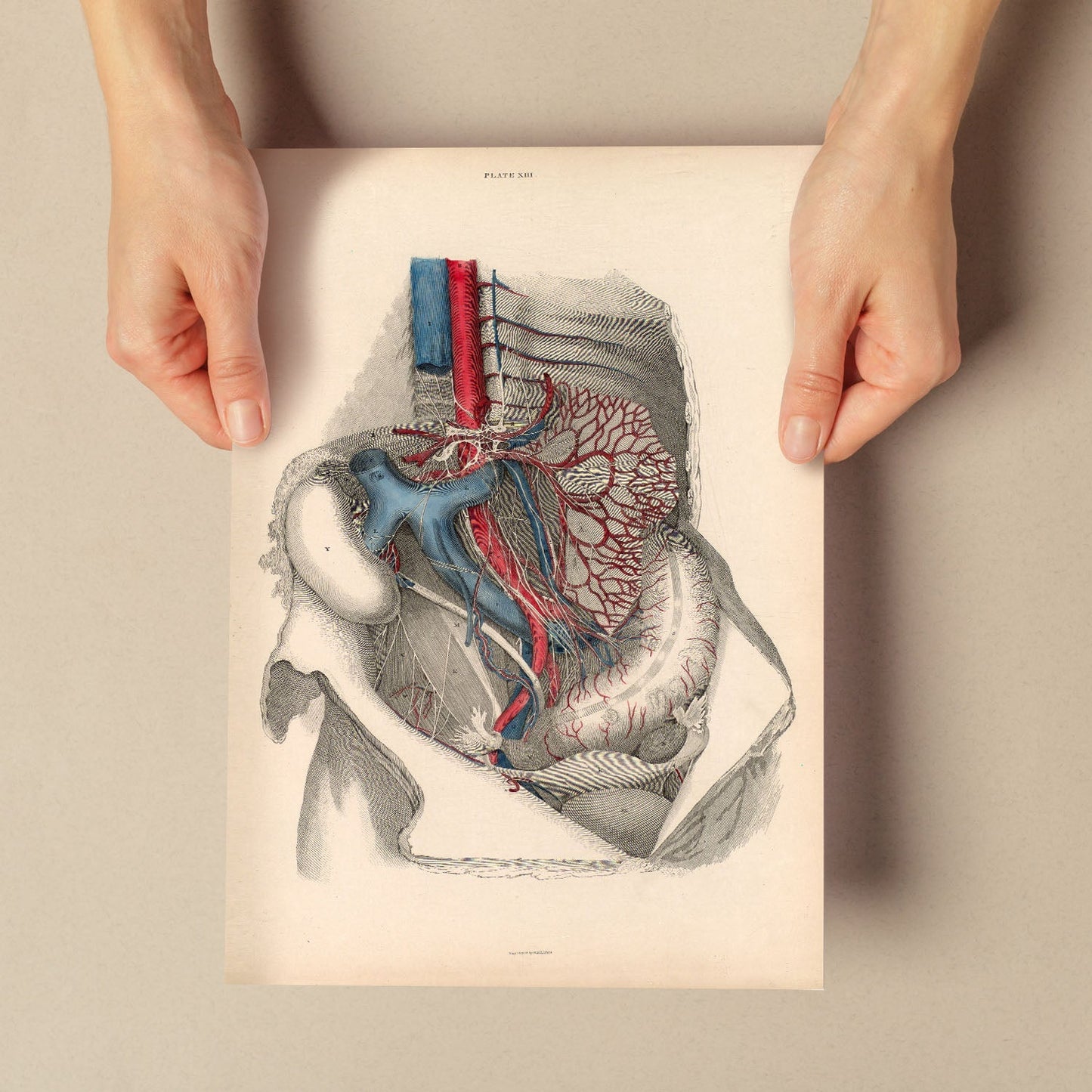 Dissection of the abdomen-Artwork-Nacnic-Nacnic Estudio SL