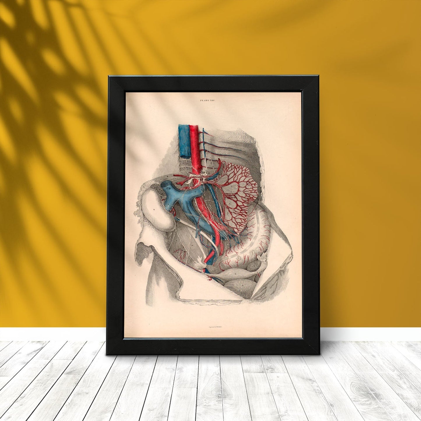 Dissection of the abdomen-Artwork-Nacnic-Nacnic Estudio SL