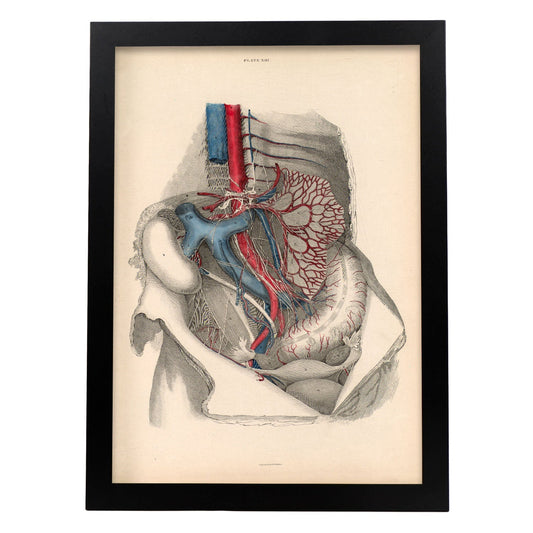 Dissection of the abdomen-Artwork-Nacnic-A3-Sin marco-Nacnic Estudio SL