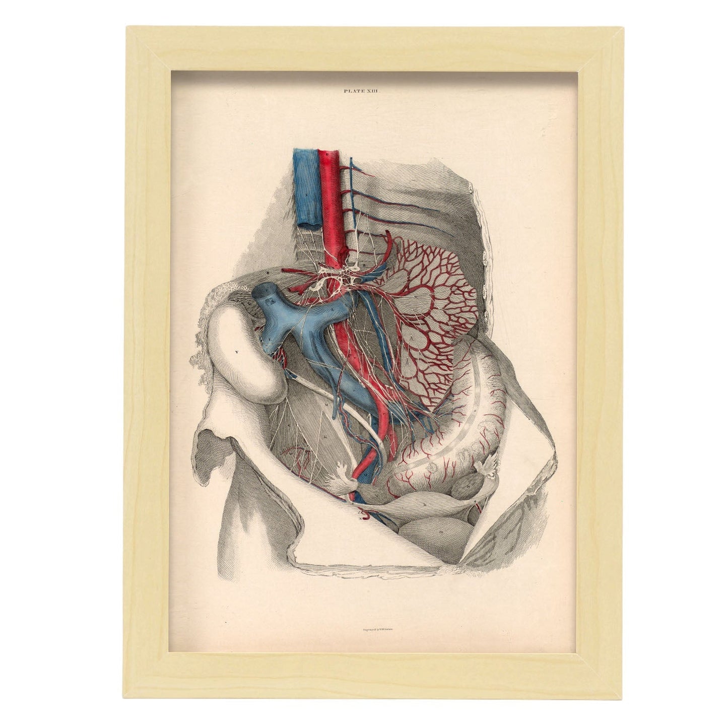 Dissection of the abdomen-Artwork-Nacnic-A4-Marco Madera clara-Nacnic Estudio SL