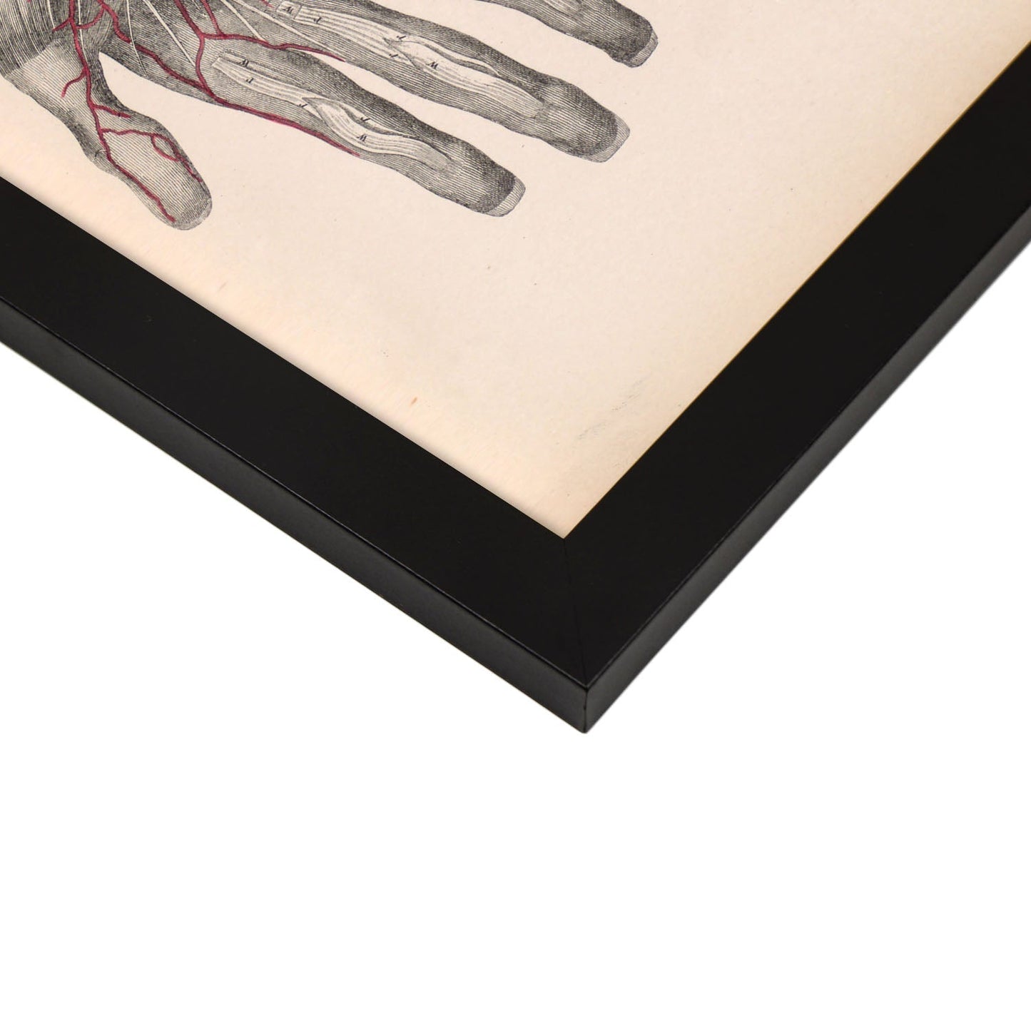 Dissection of the arm and hand-Artwork-Nacnic-Nacnic Estudio SL