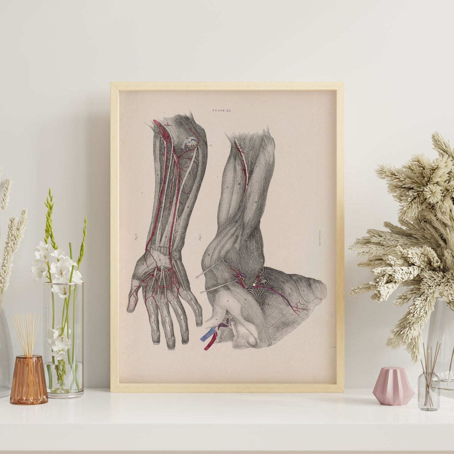 Dissection of the arm and hand-Artwork-Nacnic-Nacnic Estudio SL