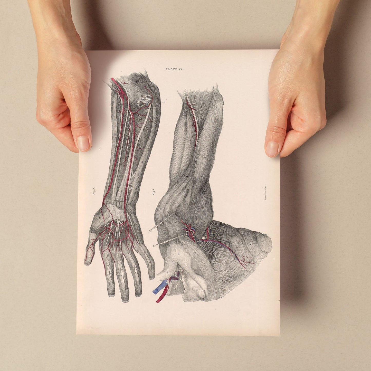 Dissection of the arm and hand-Artwork-Nacnic-Nacnic Estudio SL