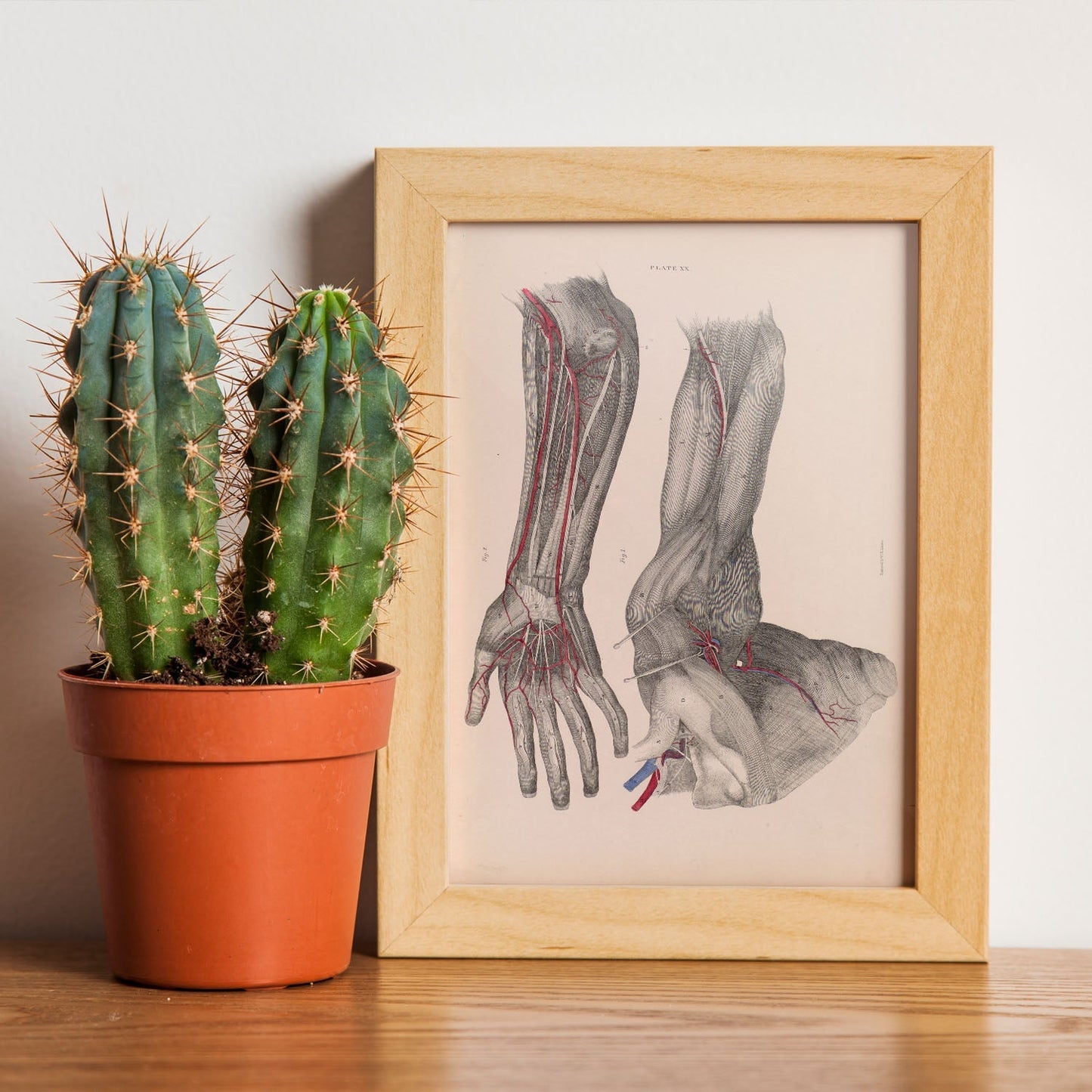 Dissection of the arm and hand-Artwork-Nacnic-Nacnic Estudio SL