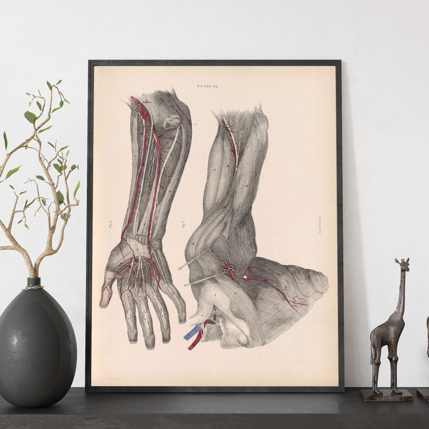 Dissection of the arm and hand-Artwork-Nacnic-Nacnic Estudio SL