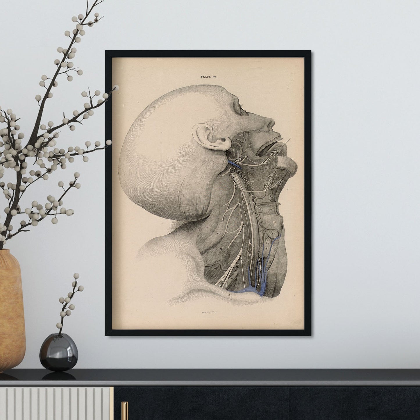 Dissection of the face and neck-Artwork-Nacnic-Nacnic Estudio SL