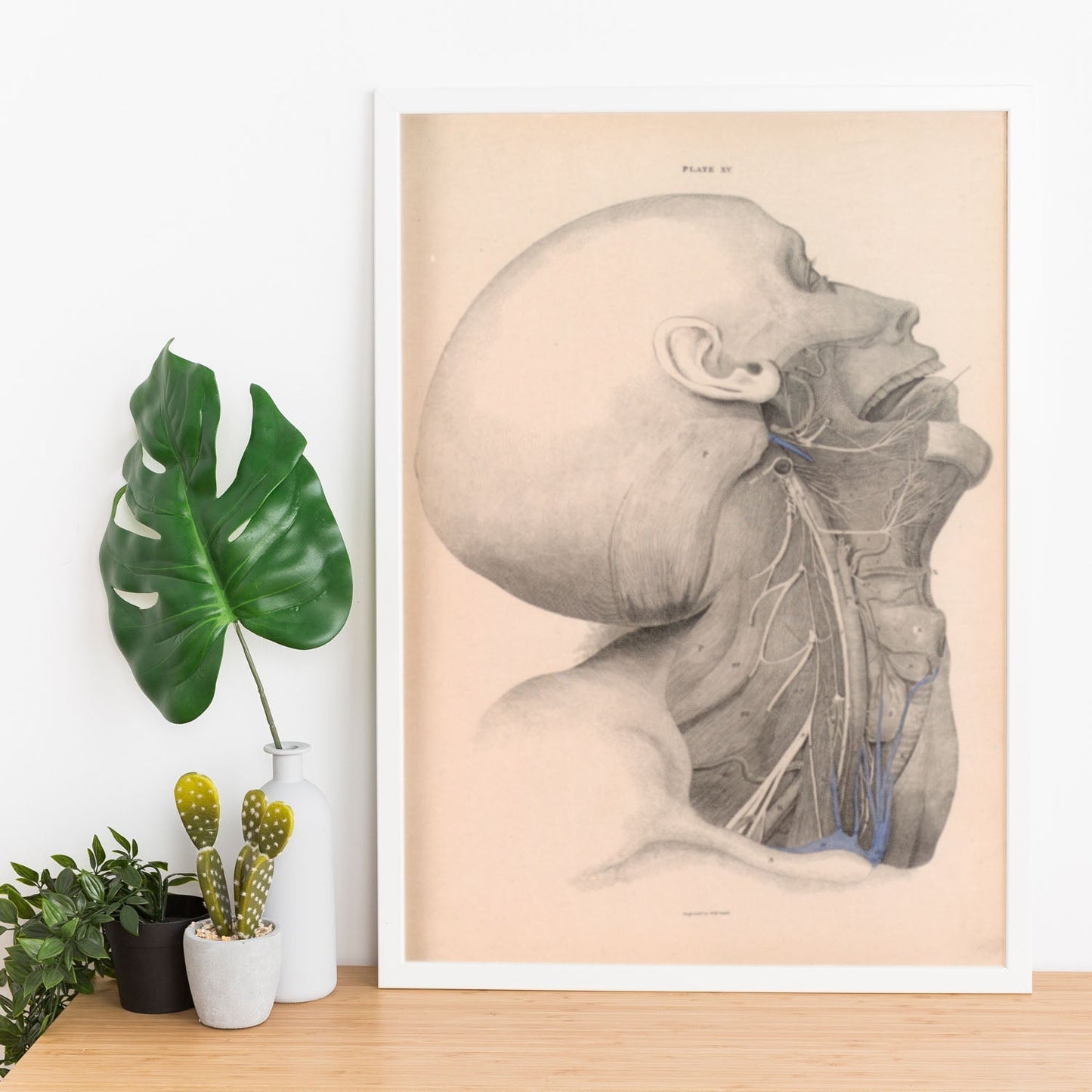 Dissection of the face and neck-Artwork-Nacnic-Nacnic Estudio SL