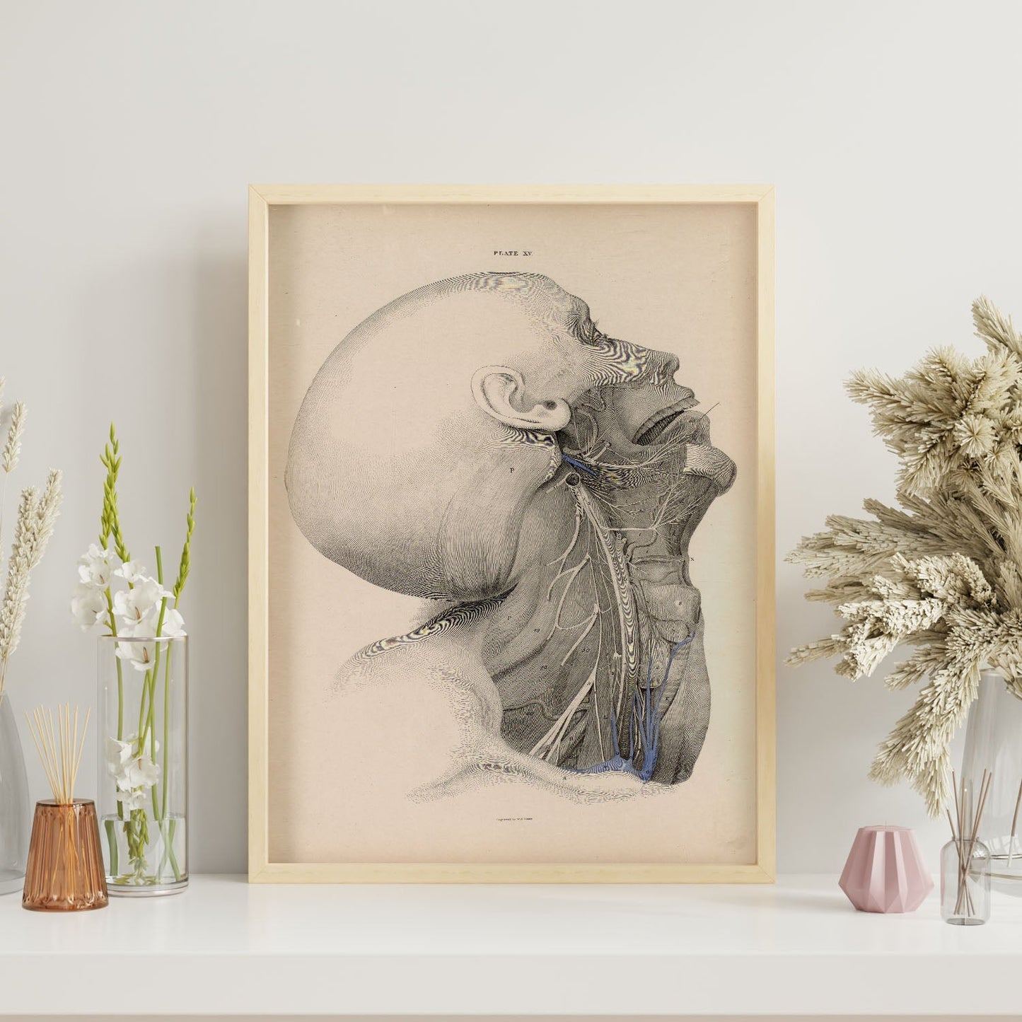 Dissection of the face and neck-Artwork-Nacnic-Nacnic Estudio SL