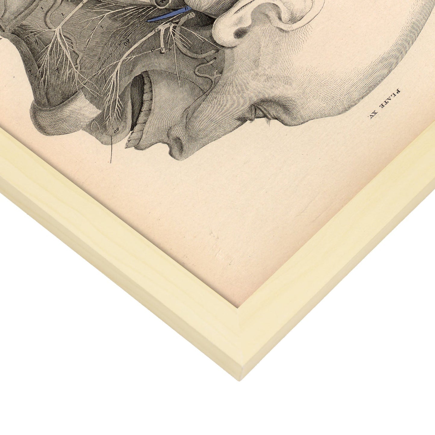 Dissection of the face and neck-Artwork-Nacnic-Nacnic Estudio SL