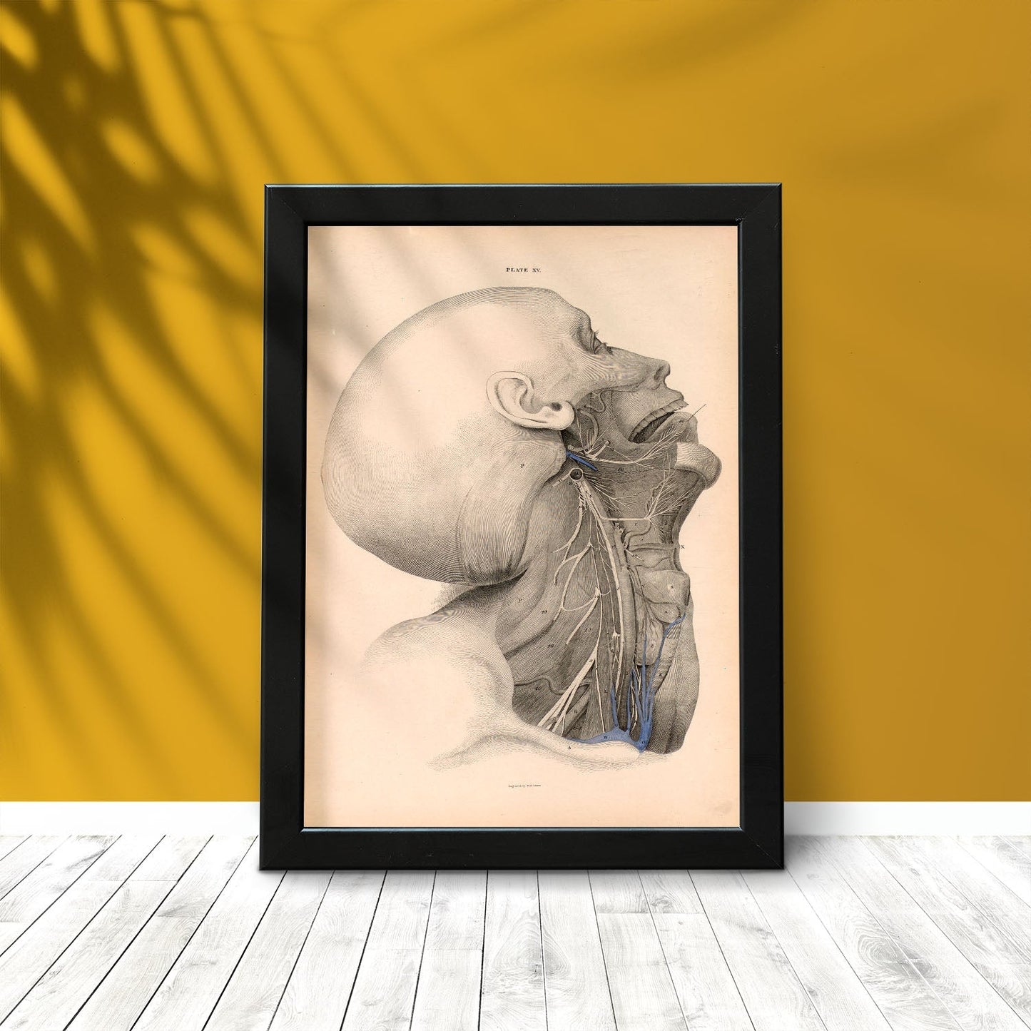 Dissection of the face and neck-Artwork-Nacnic-Nacnic Estudio SL