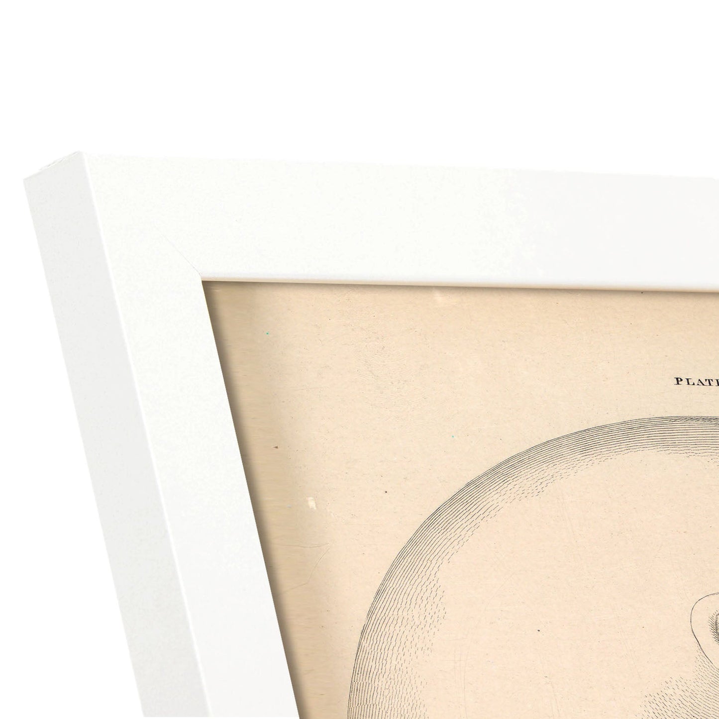 Dissection of the face and neck-Artwork-Nacnic-Nacnic Estudio SL