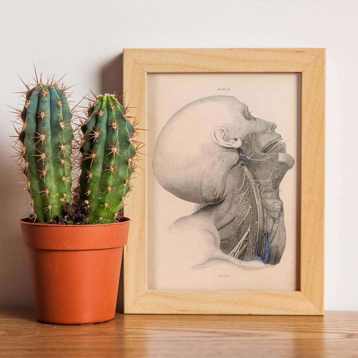 Dissection of the face and neck-Artwork-Nacnic-Nacnic Estudio SL