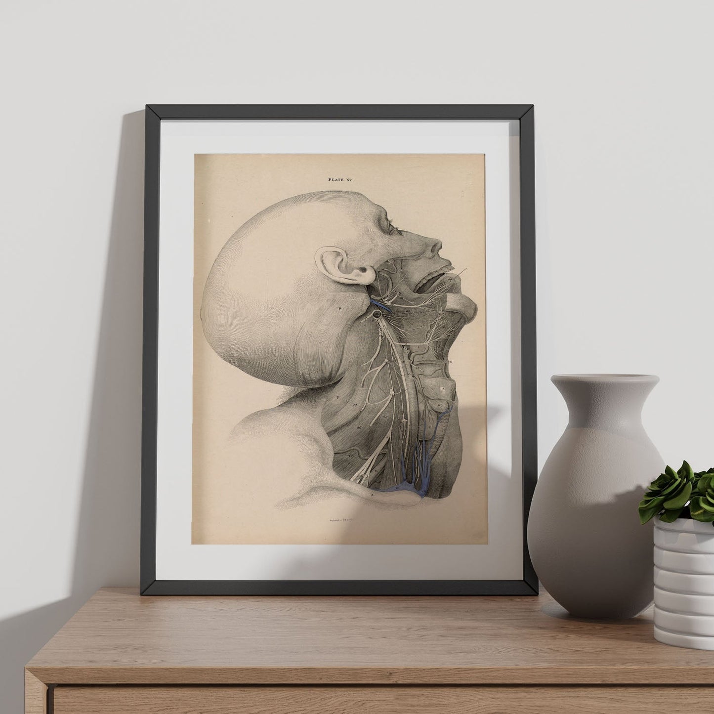 Dissection of the face and neck-Artwork-Nacnic-Nacnic Estudio SL