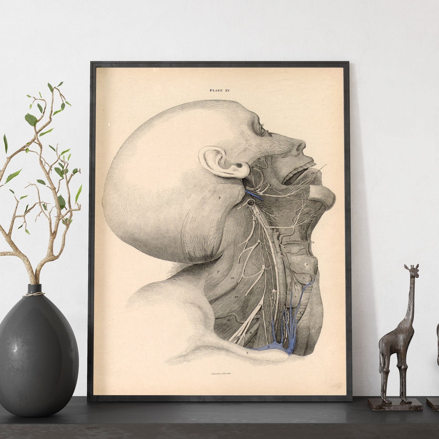 Dissection of the face and neck-Artwork-Nacnic-Nacnic Estudio SL