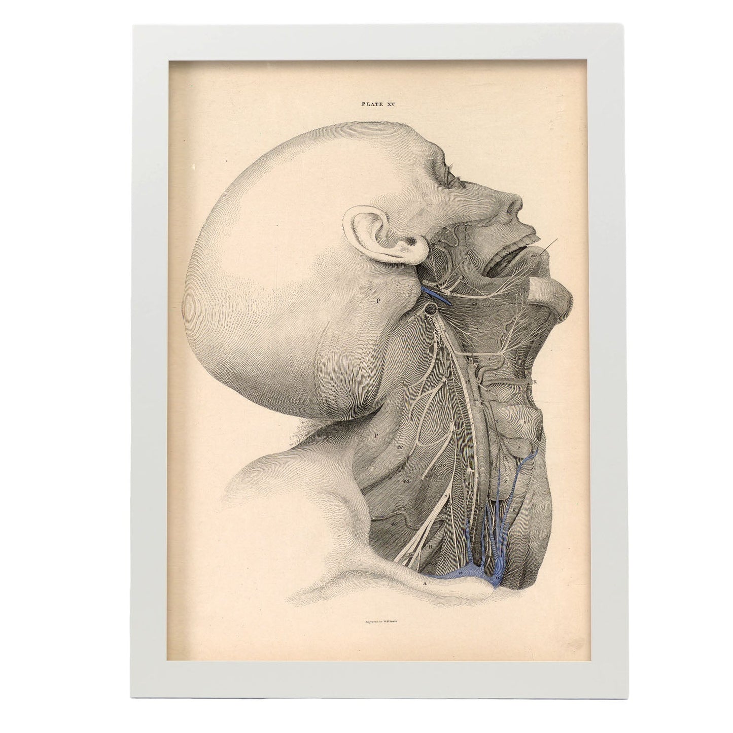 Dissection of the face and neck-Artwork-Nacnic-A3-Marco Blanco-Nacnic Estudio SL