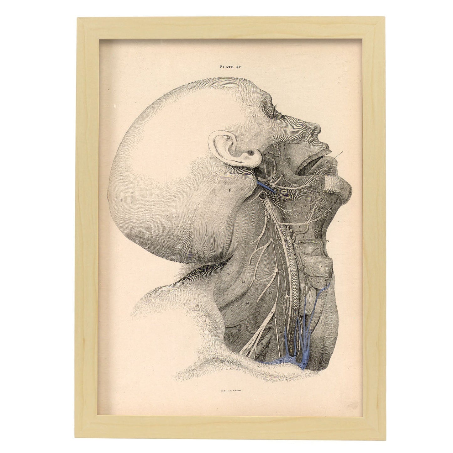Dissection of the face and neck-Artwork-Nacnic-A3-Marco Madera clara-Nacnic Estudio SL
