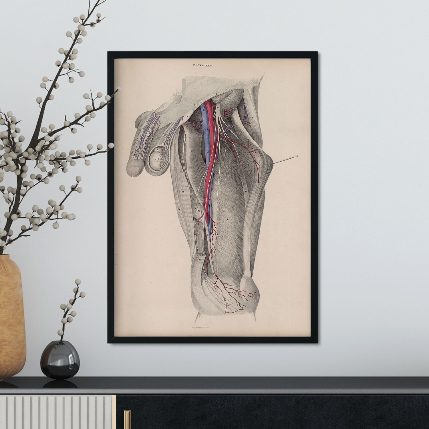 Dissection of the groin-Artwork-Nacnic-Nacnic Estudio SL