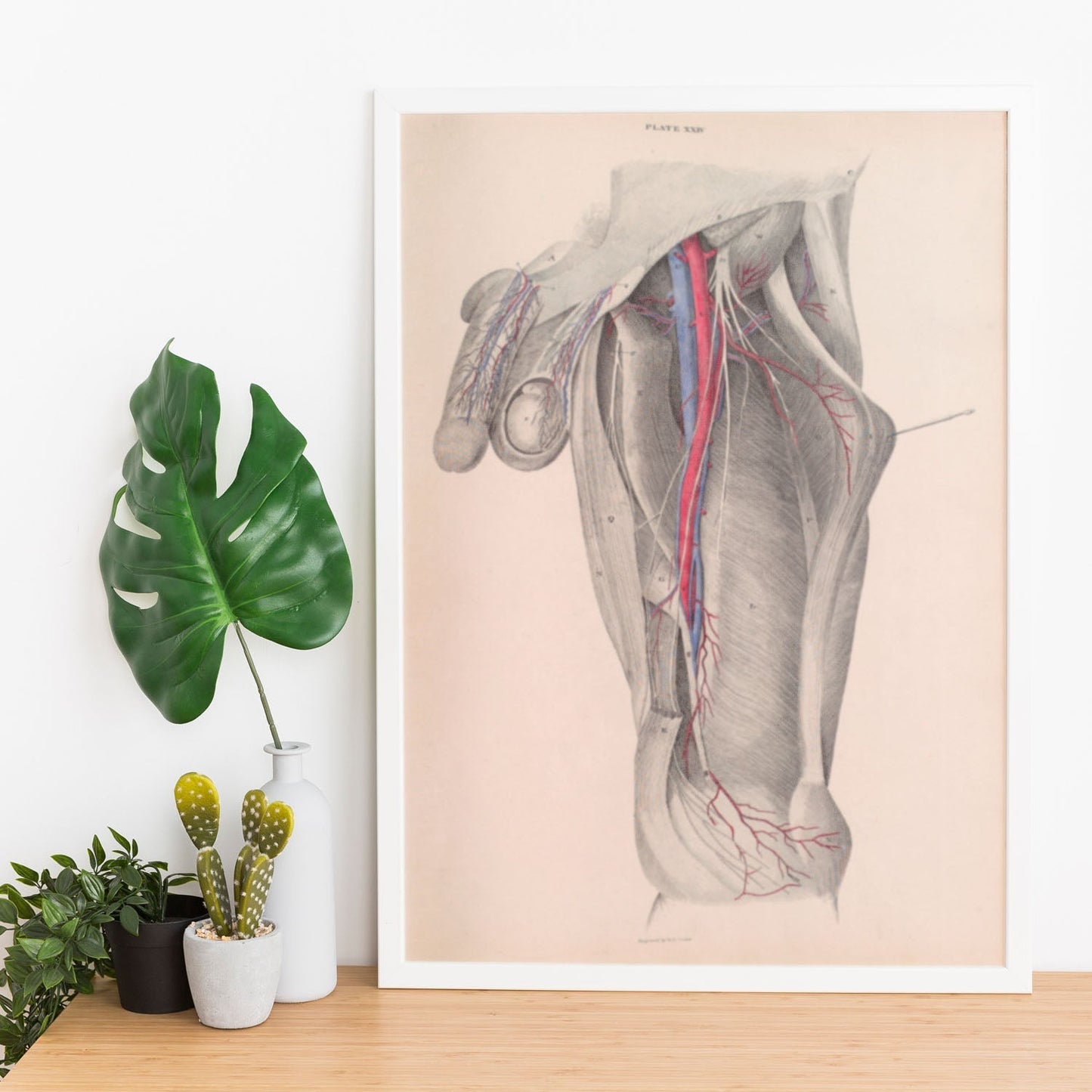 Dissection of the groin-Artwork-Nacnic-Nacnic Estudio SL