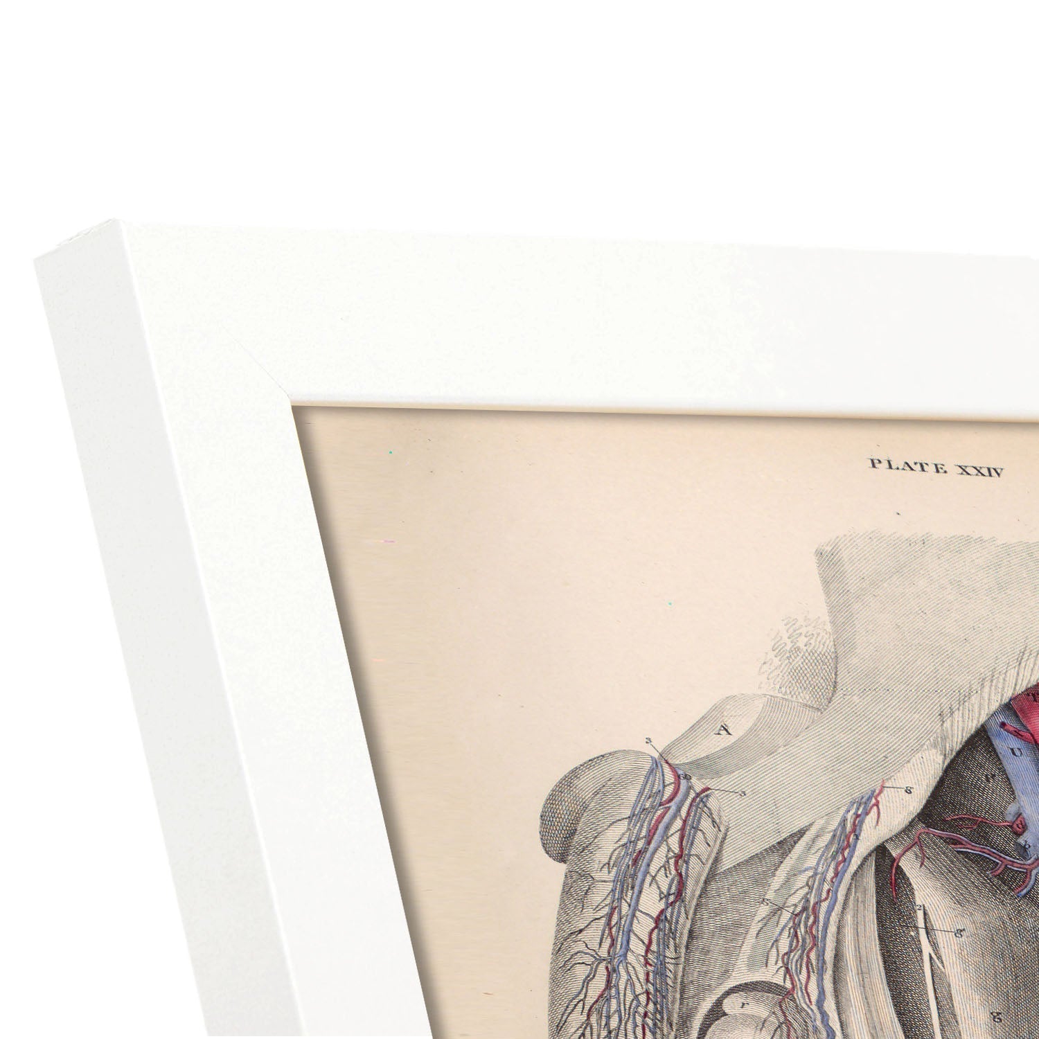 Dissection of the groin-Artwork-Nacnic-Nacnic Estudio SL