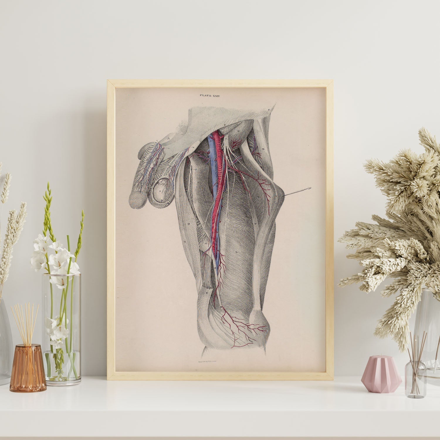 Dissection of the groin-Artwork-Nacnic-Nacnic Estudio SL