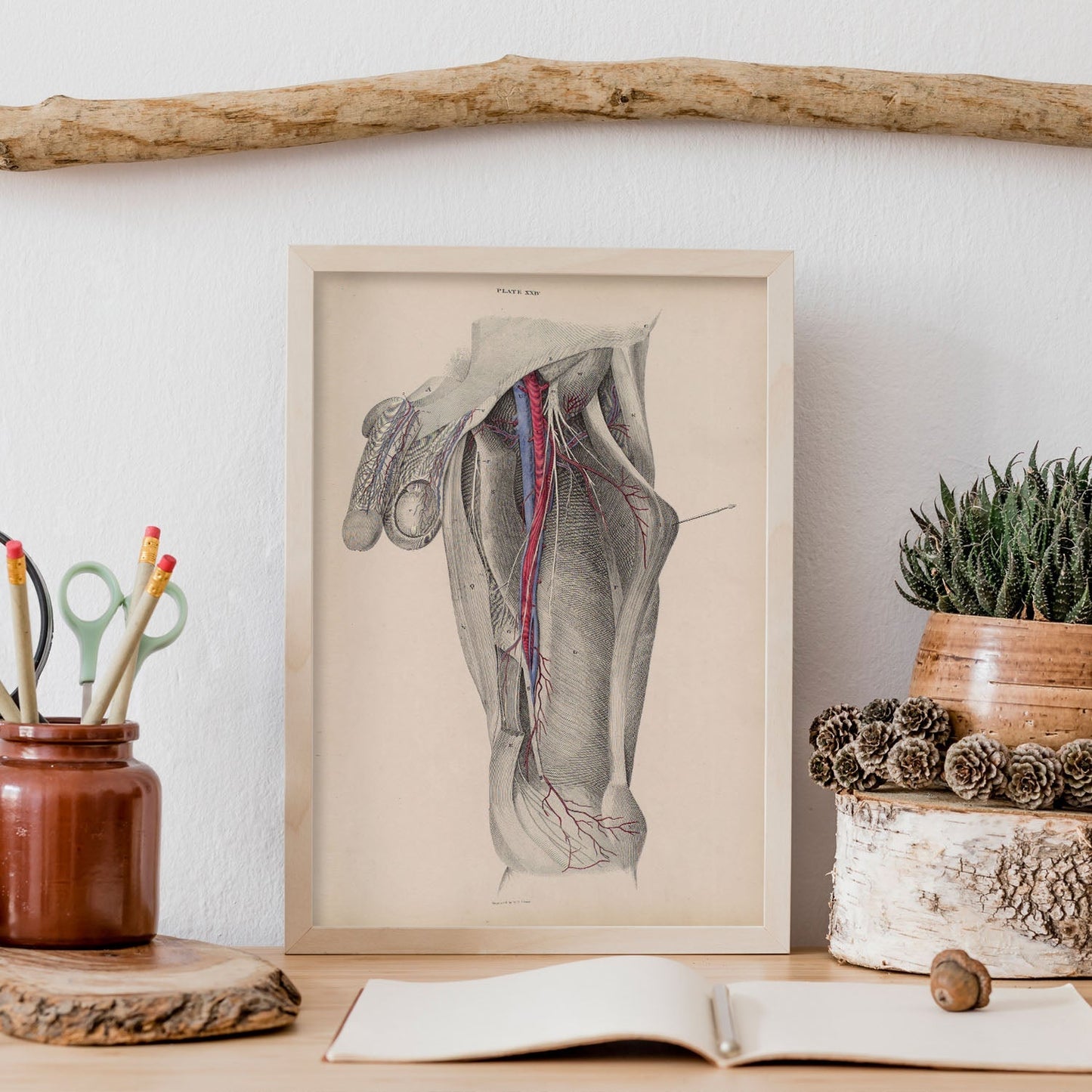 Dissection of the groin-Artwork-Nacnic-Nacnic Estudio SL