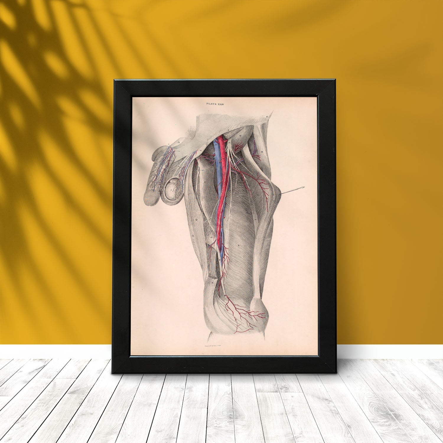 Dissection of the groin-Artwork-Nacnic-Nacnic Estudio SL