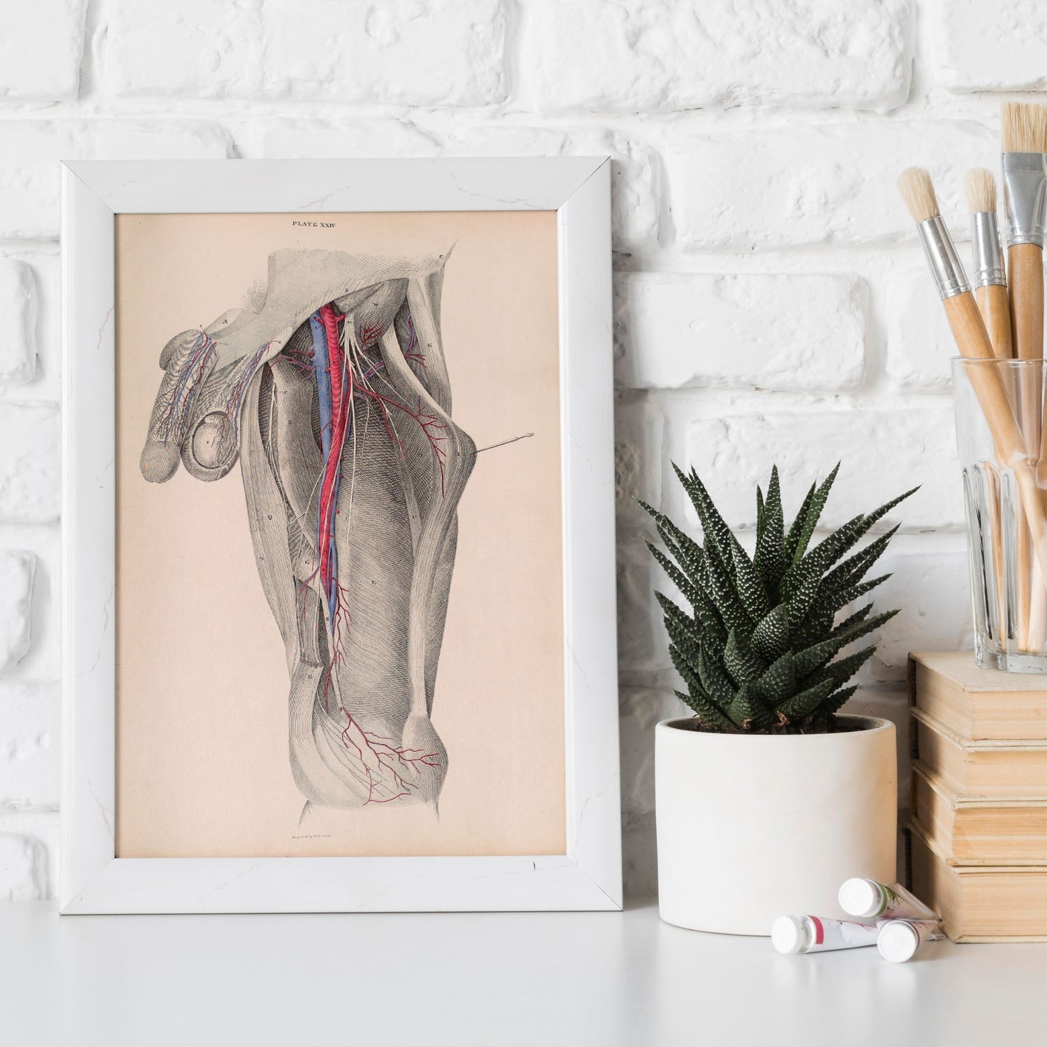 Dissection of the groin-Artwork-Nacnic-Nacnic Estudio SL