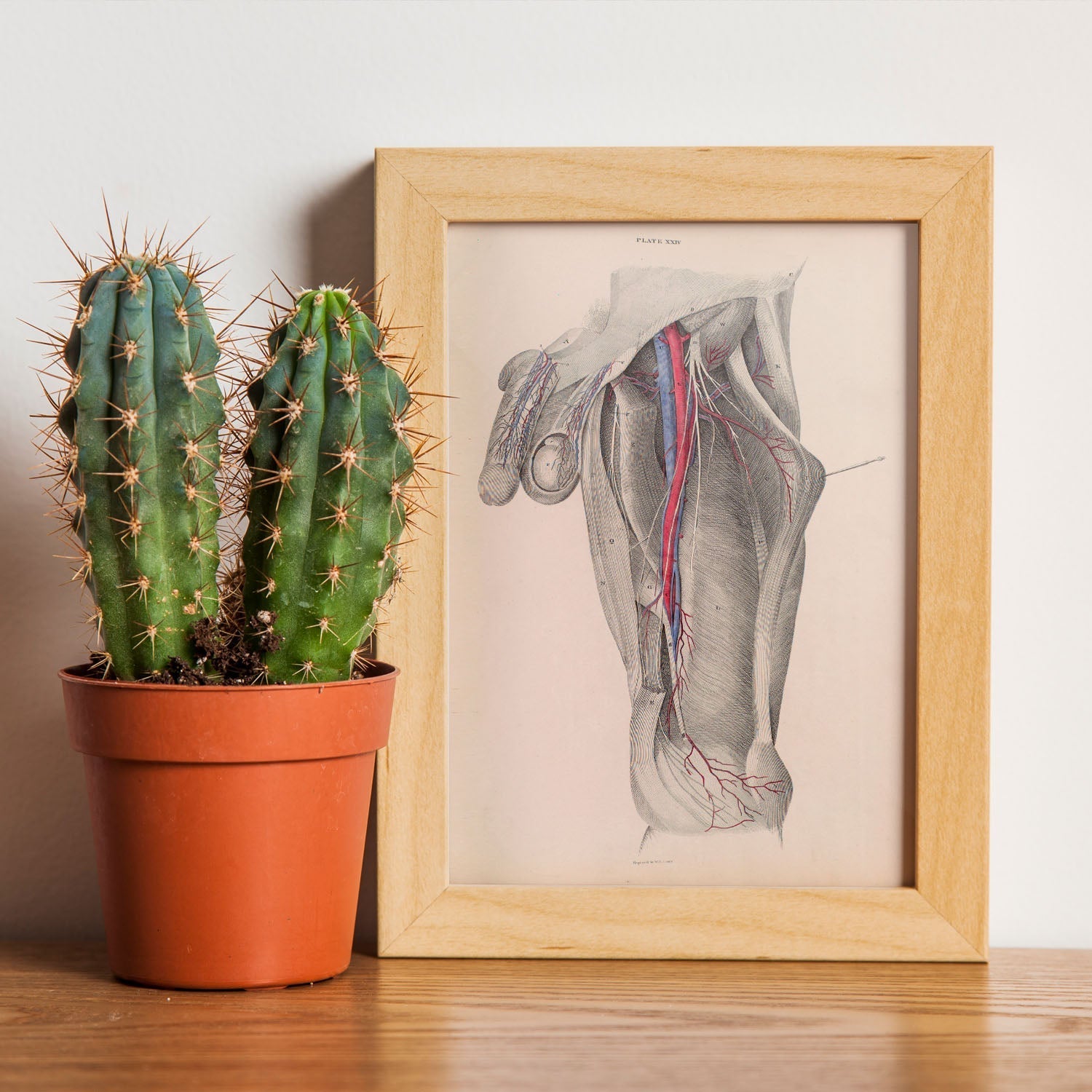 Dissection of the groin-Artwork-Nacnic-Nacnic Estudio SL