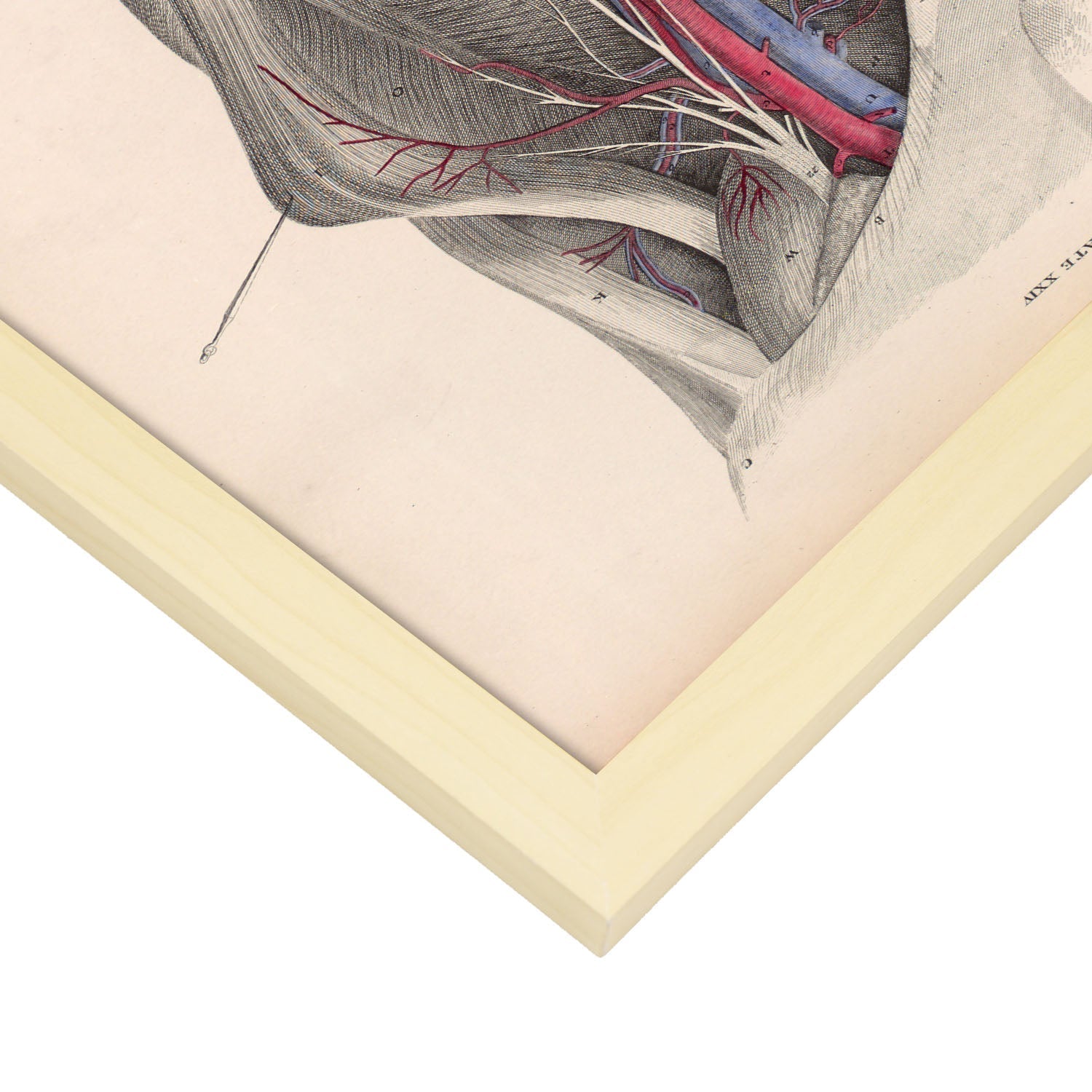 Dissection of the groin-Artwork-Nacnic-Nacnic Estudio SL