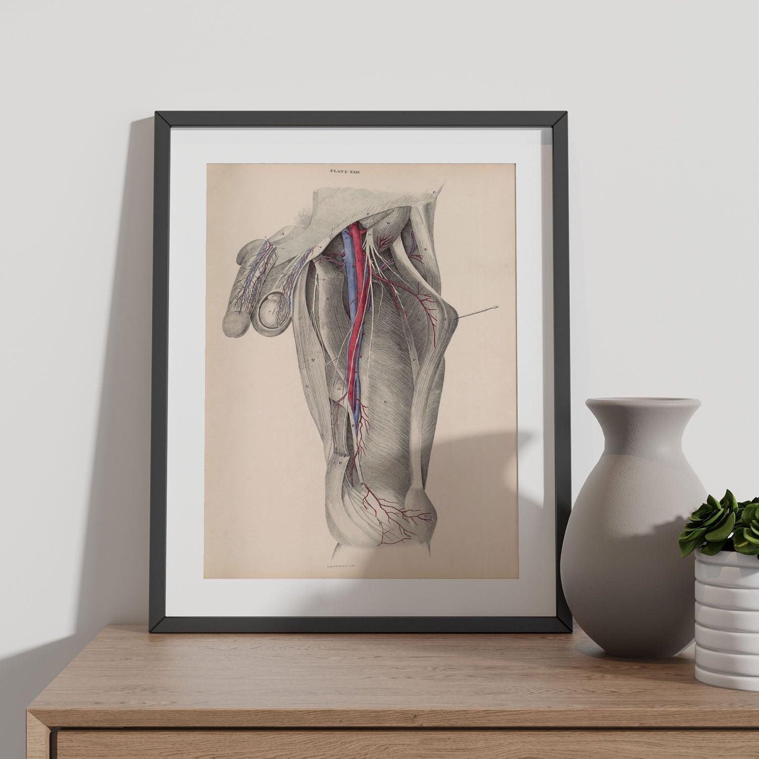 Dissection of the groin-Artwork-Nacnic-Nacnic Estudio SL