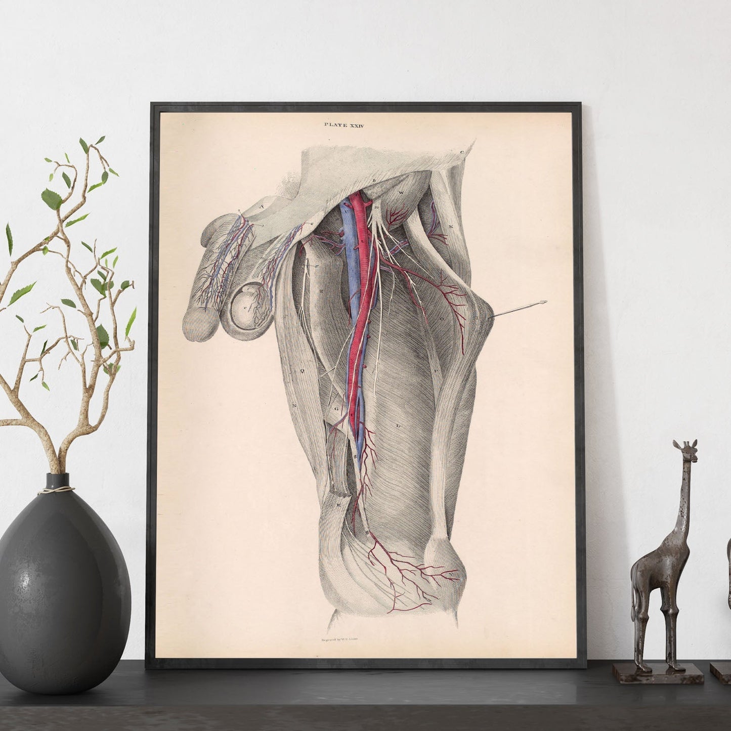 Dissection of the groin-Artwork-Nacnic-Nacnic Estudio SL