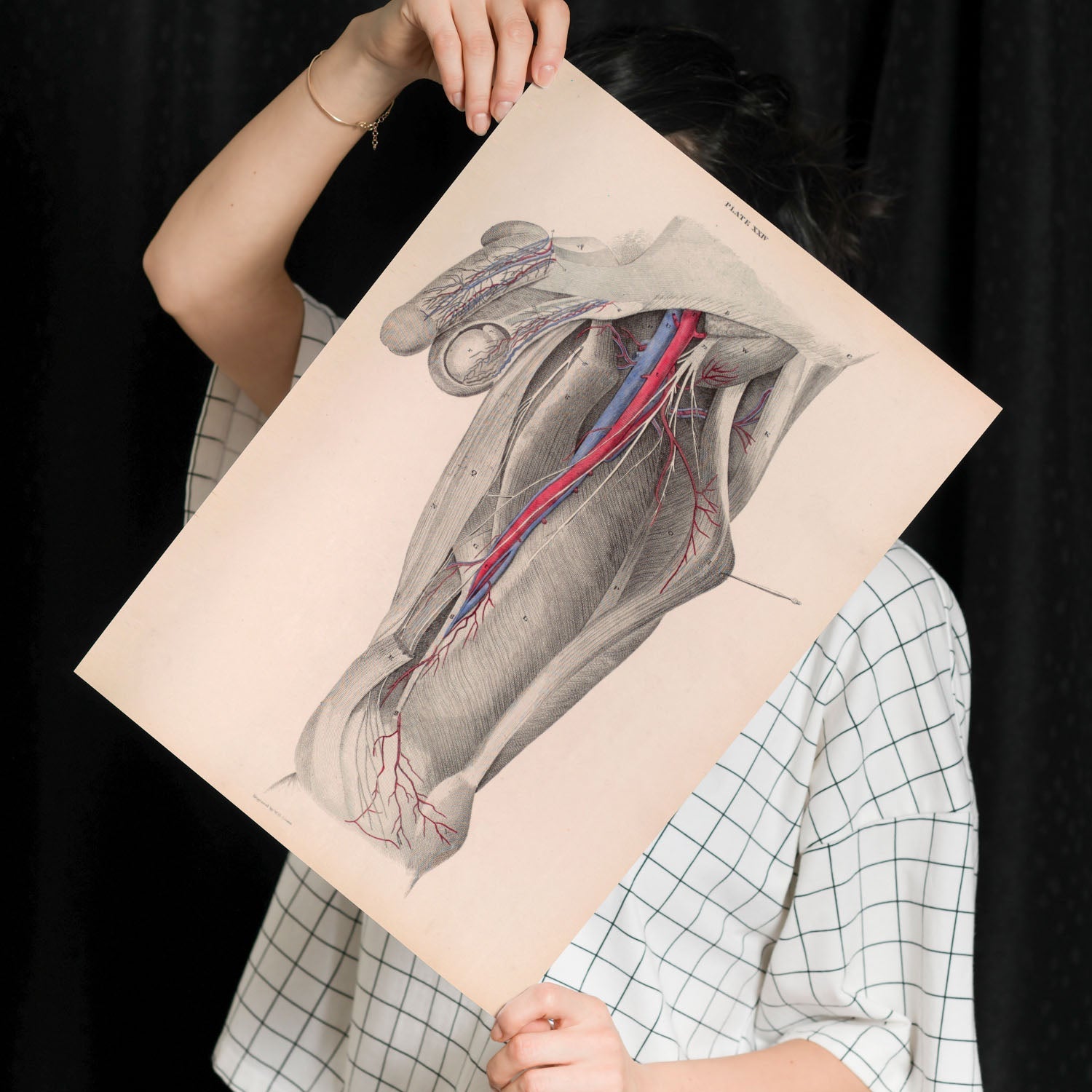 Dissection of the groin-Artwork-Nacnic-Nacnic Estudio SL