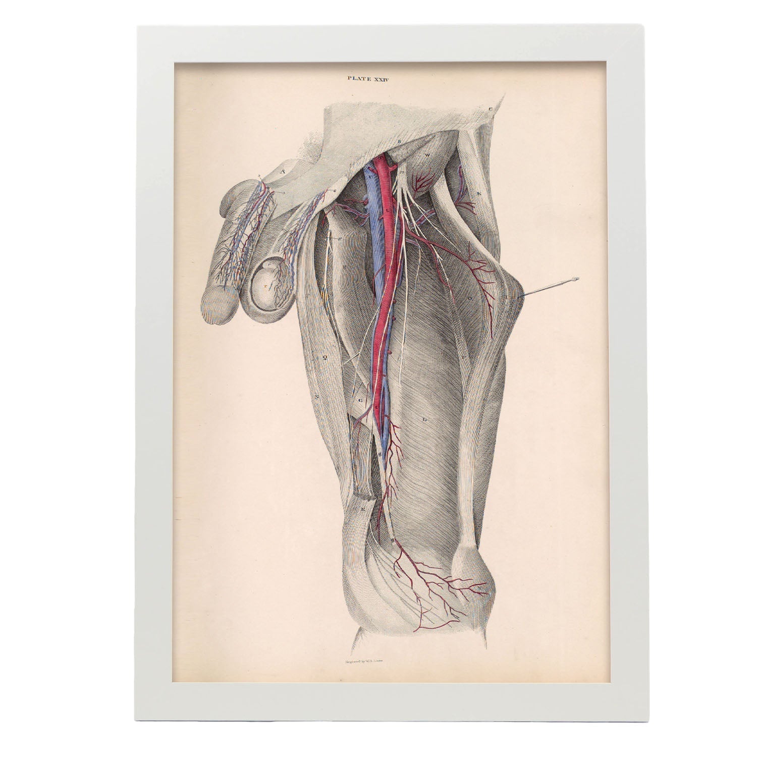 Dissection of the groin-Artwork-Nacnic-A3-Marco Blanco-Nacnic Estudio SL