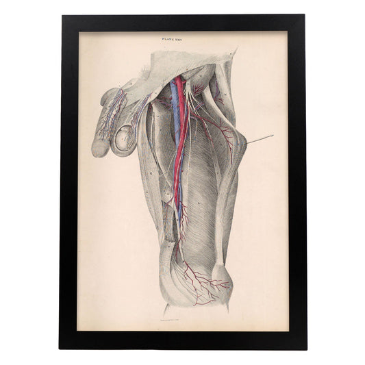 Dissection of the groin-Artwork-Nacnic-A3-Sin marco-Nacnic Estudio SL