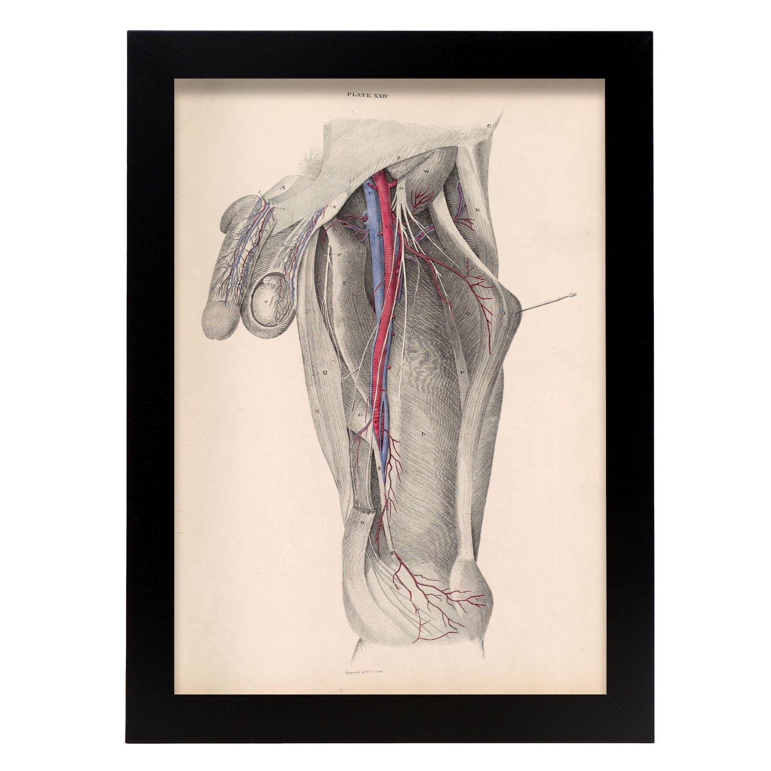 Dissection of the groin-Artwork-Nacnic-A4-Sin marco-Nacnic Estudio SL