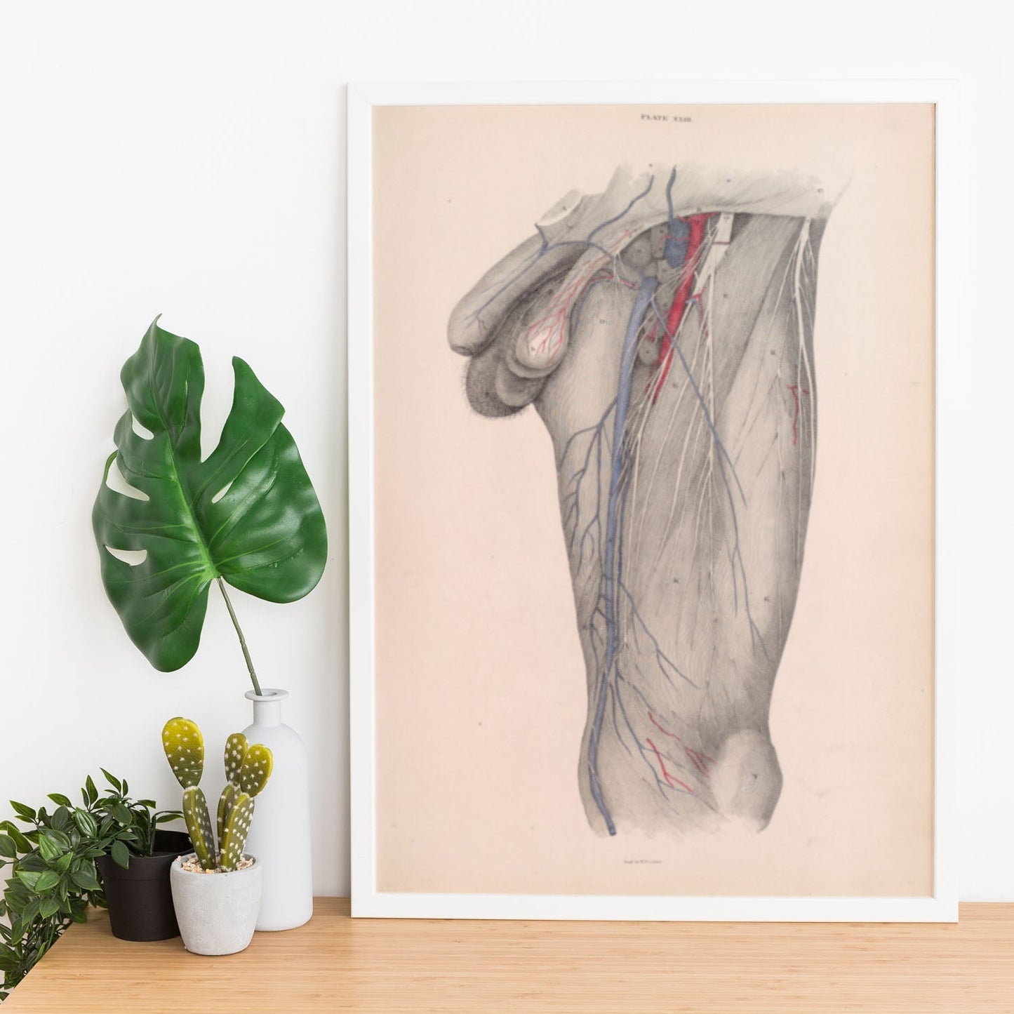 Dissection of the groin Deep dissection of femoral triangle-Artwork-Nacnic-Nacnic Estudio SL